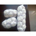 Ail blanc pur pur pour l&#39;exportation (5.0cm)